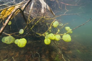Colony Oprhidium on roots in a lake Jura France