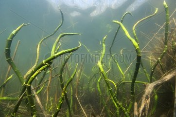 Shoot underwater in a lake Jura France