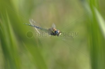 Dragonfly in flight Jura France
