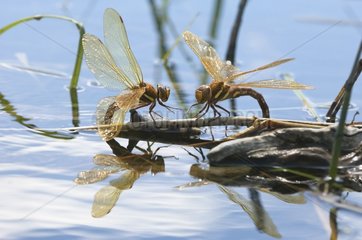 Brown Hawkers sponding to the surface of a lake Jura France