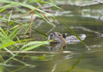 Nutria swimming at the surface of a lake Jura France