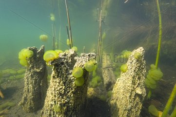 Colony Oprhidium on strain in a lake Jura France