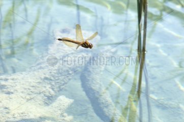 Great hawker in flight at the surface of a lake Jura France