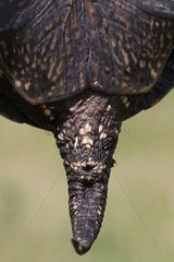 Tail of European Pond Turtle in the Hortobagy NP Hungary