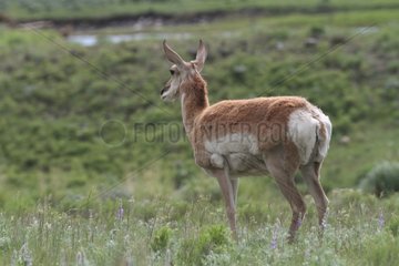 Pronghorn in the Yellowstone NP USA