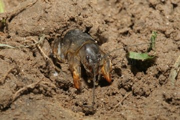Mole cricket out of the ground in the spring Ain France