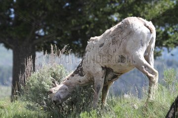 Female Bighorn Sheep in Yellowstone NP USA