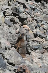 Yellow-bellied Marmot in Yellowstone NP USA