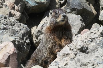Yellow-bellied Marmot in Yellowstone NP USA