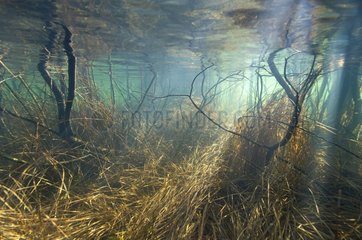 Trunks and grasses submerged in a lake Narlay Jura France