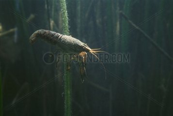 Crayfish in a lake Jura France