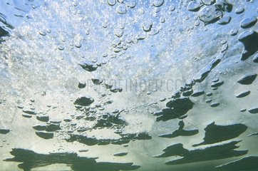 Air bubbles beneath the frozen surface of Lake Narlay Jura France