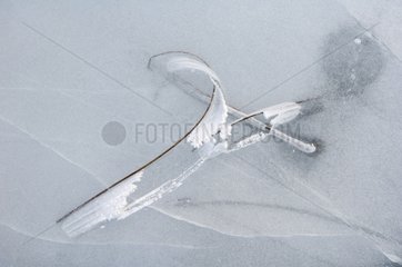 Frost on a stalk to the surface of a frozen lake Jura France
