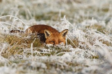 Red fox hidden in snowy & frosty meadow GB