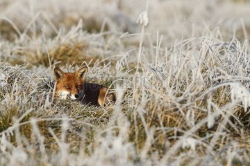 Red fox laying in snowy & frosty meadow GB