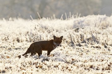 Red fox standing in a snowy & frosty meadow GB