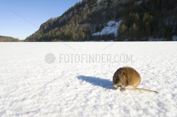 Mouse on the ice of a frozen lake Jura France