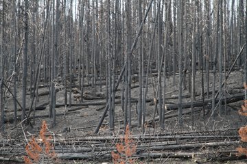 Forest burned by a fire in Yellowstone NP USA