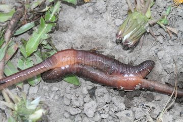 Earthworm mating in Yellowstone NP USA
