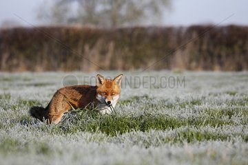 Red fox eating grass in a frosty meadow in winter GB