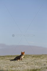 Red fox standing in a frosty meadow in winter GB