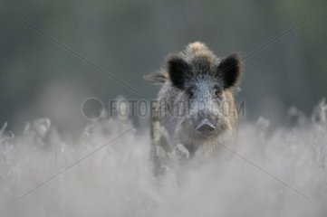 Wild Boar in grass Grand Voyeux France