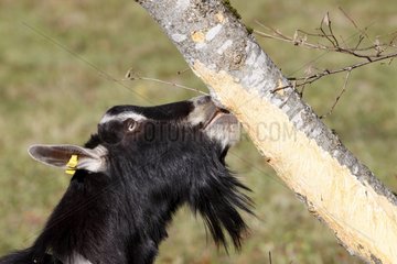 Goat barking a tree in a meadow Alps France