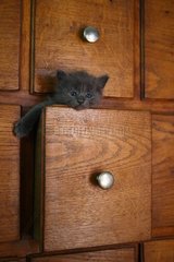 Kitten in a drawer wooden cabinet