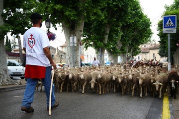 Summer transhumance sheep in Provence France