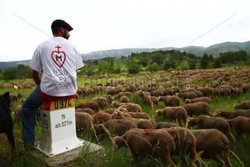 Summer transhumance sheep in Provence France