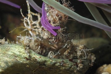 Spider Crab and Sea Anemone Mediterranean France