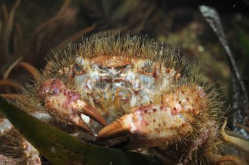 Hairy crab in a Mediterranean seagrass bed France