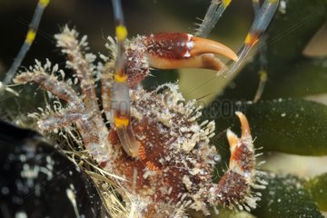 Common prawn and Hairy crab Mediterranean sea France