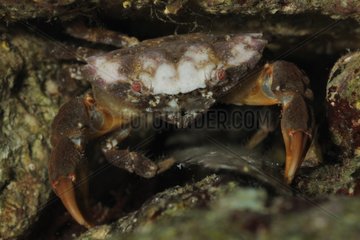 Grooved crab reef Mediterranean France