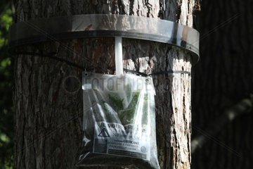 Armyworm trap on a trunk France