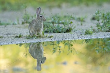 Rabbit and its reflection France