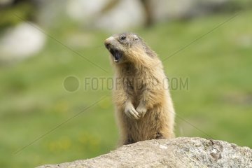 Alpine Marmot giving warning Pyrenees France
