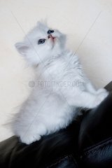 Persian kitten France