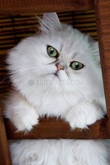 Portrait of a Persian cat France