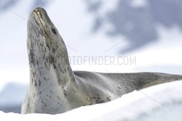 Leopard seals on the ice Antarctic