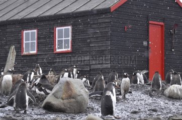 Penguins and hut Port Lockroy Antarctic Peninsula