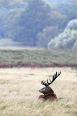 Stag Red deer resting when raining in autumn GB