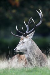 Stag Red deer sleeping in autumn GB