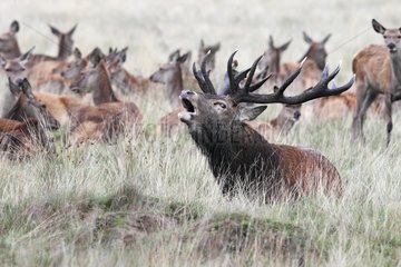 Stag Red deer bellowing amongst hinds in autumn GB