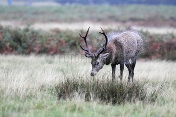 Stag Red deer shaking water off its back in autumn GB