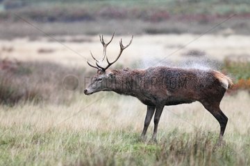 Stag Red deer shaking water off its back in autumn GB