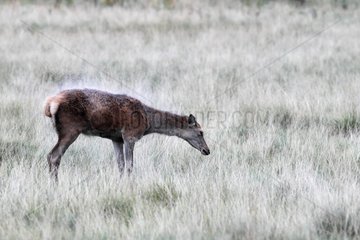Hind of Red Deer shaking the water out of her back in autumn