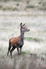 Hind of Red Deer standing in the grass in autumn GB