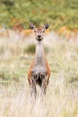 Hind of Red Deer standing in the grass in autumn GB