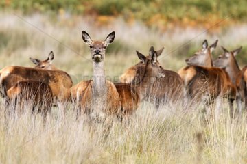 Hinds of Red Deer standing in the grass in autumn GB